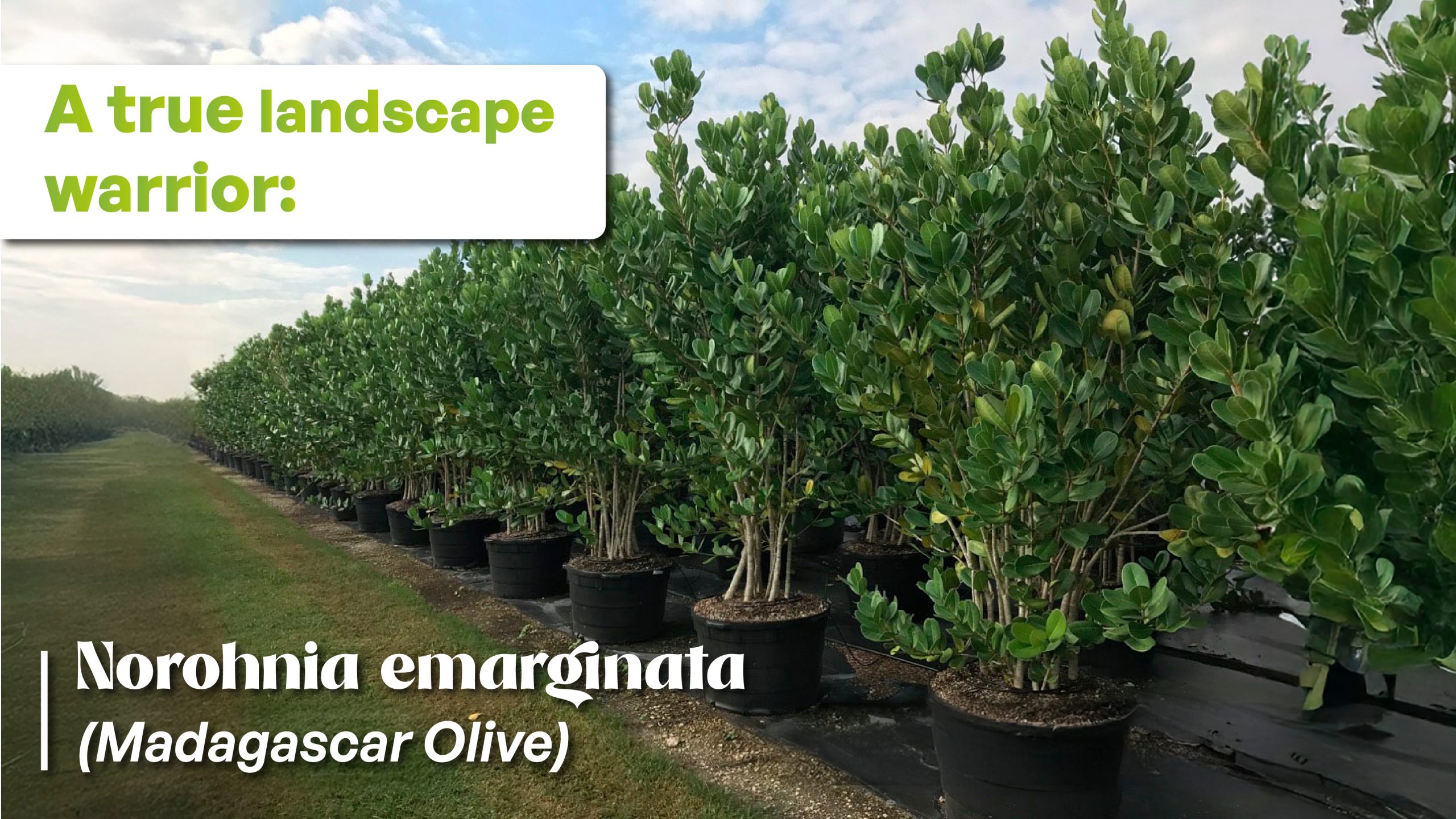norohnia emarginata madagascar olive 100 gallons landscape project  gem 