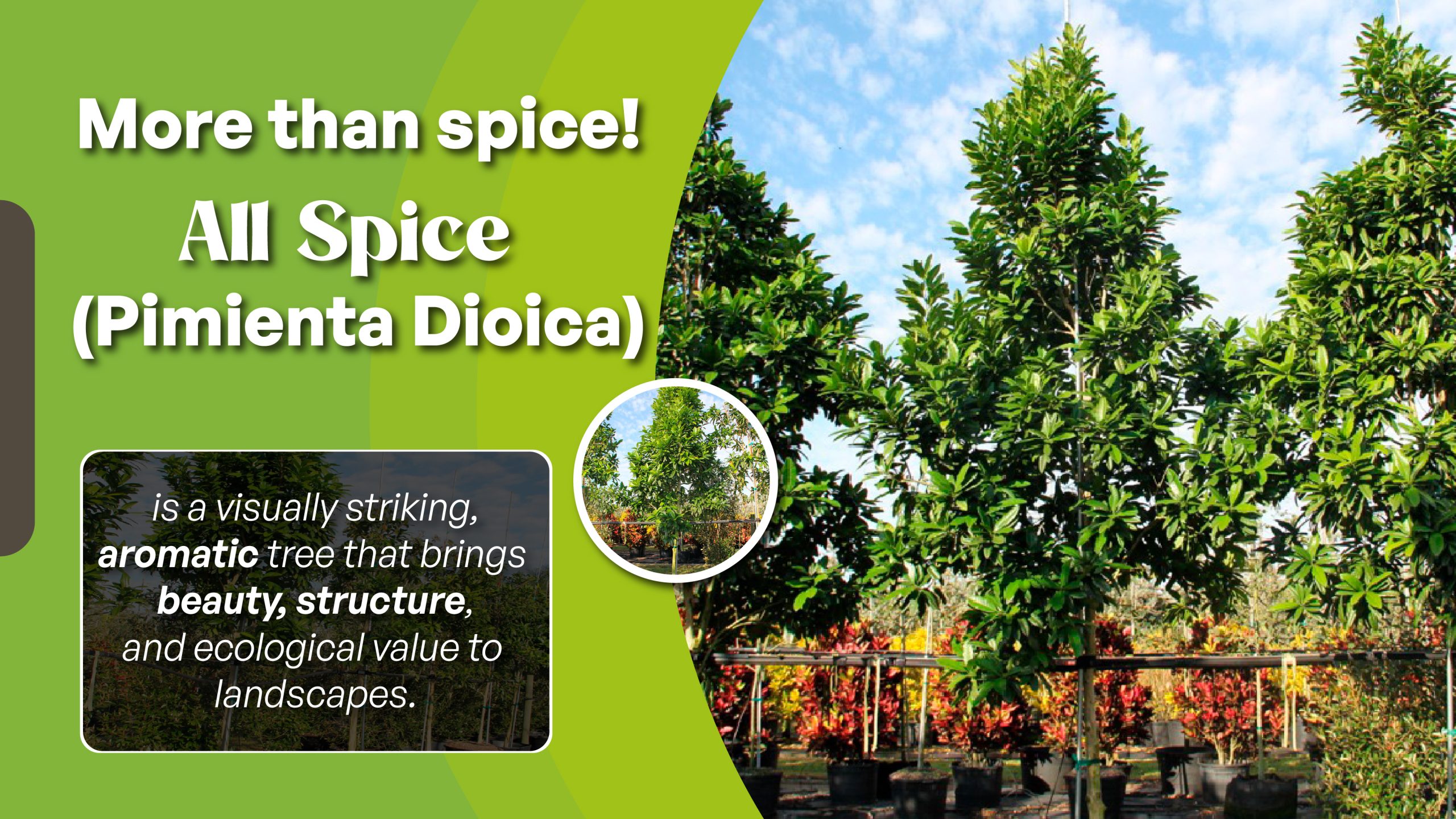 landscaping projects with allspice tree pimienta dioca