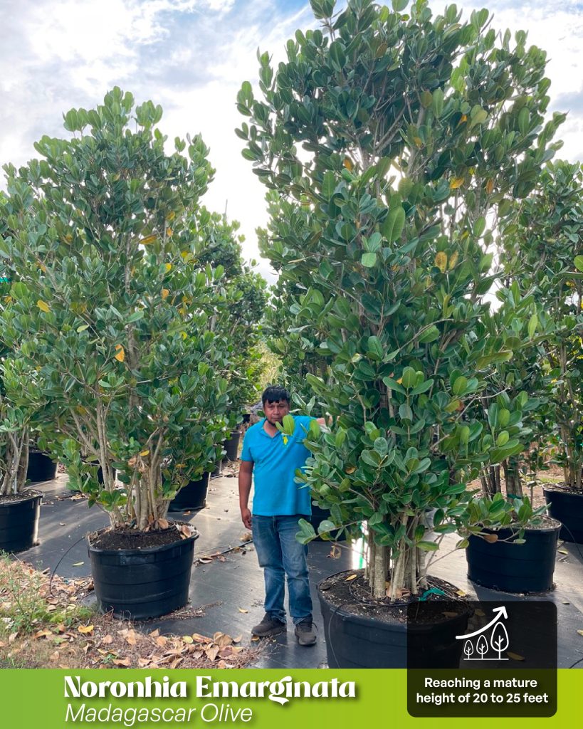 noronhia emarginata madagascar olive mature height