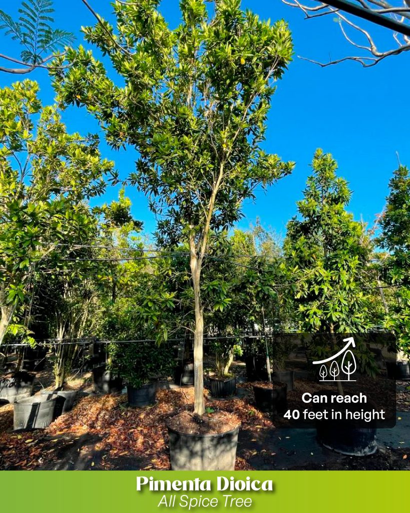 pimienta dioca allspice tree the perfect fit for your landscape project