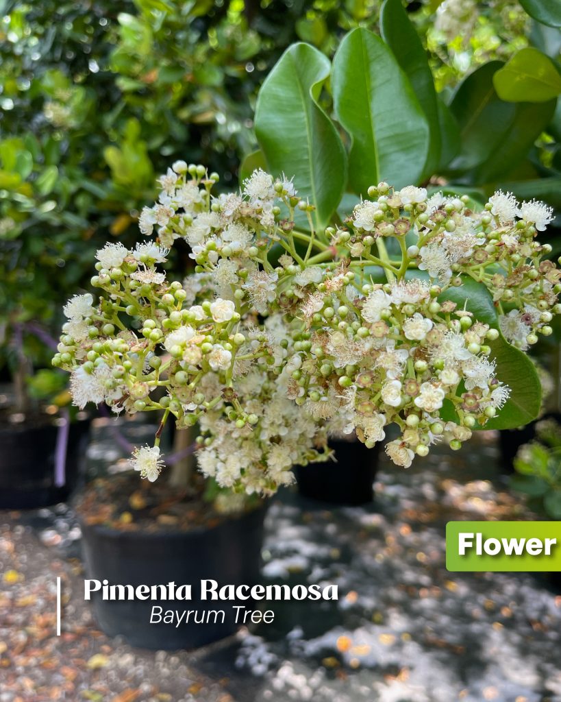 pimienta racemosa bayrum tree flower