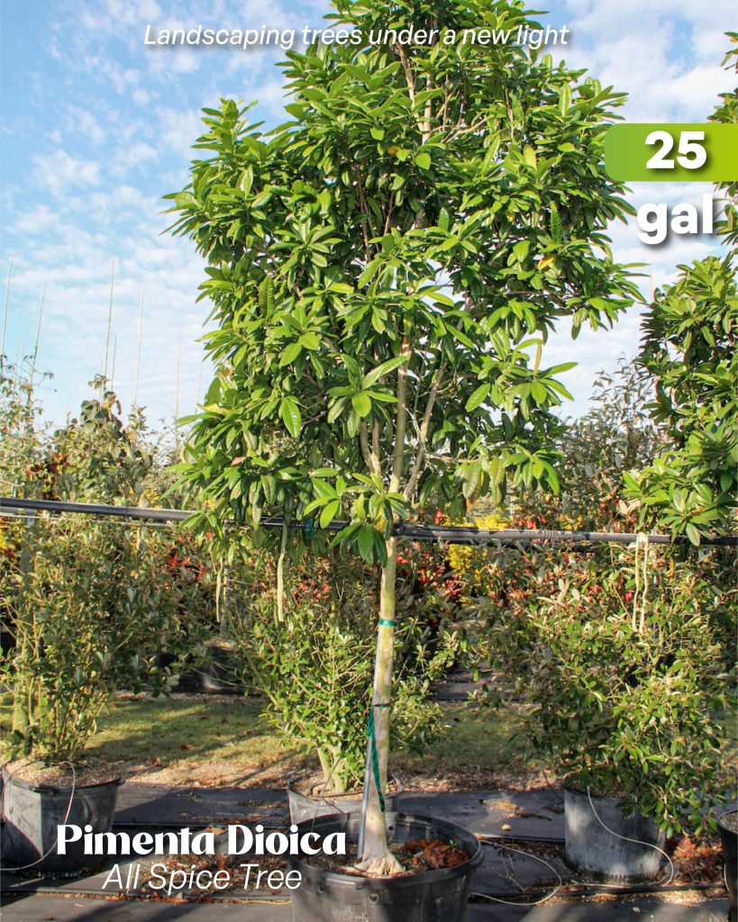 pimienta dioca allspice tree 25 gallons