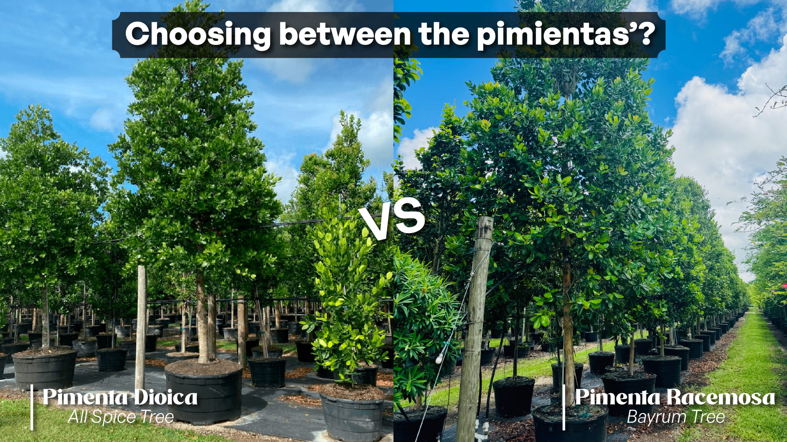 versus pimienta dioca (all spice tree) and pimenta racemosa (bayrum tree)
