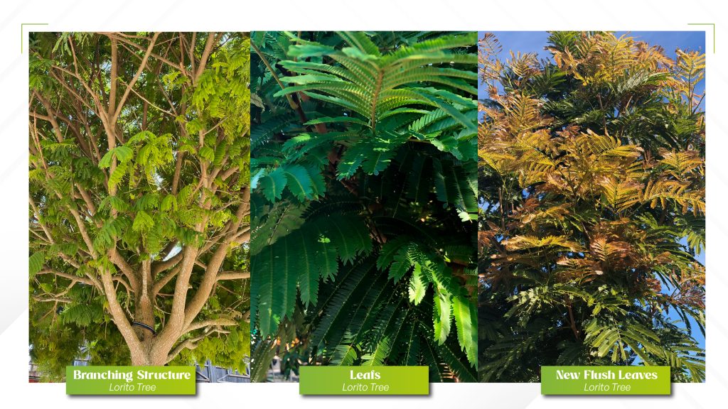 pithecellobioum arboreum specimen alson known as lorito tree or cojoba tree tropical landscaping trees