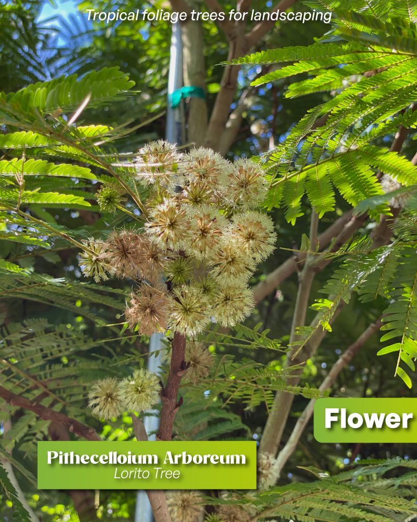 pithecellobioum arboreum flower alson known as lorito tree or cojoba tree