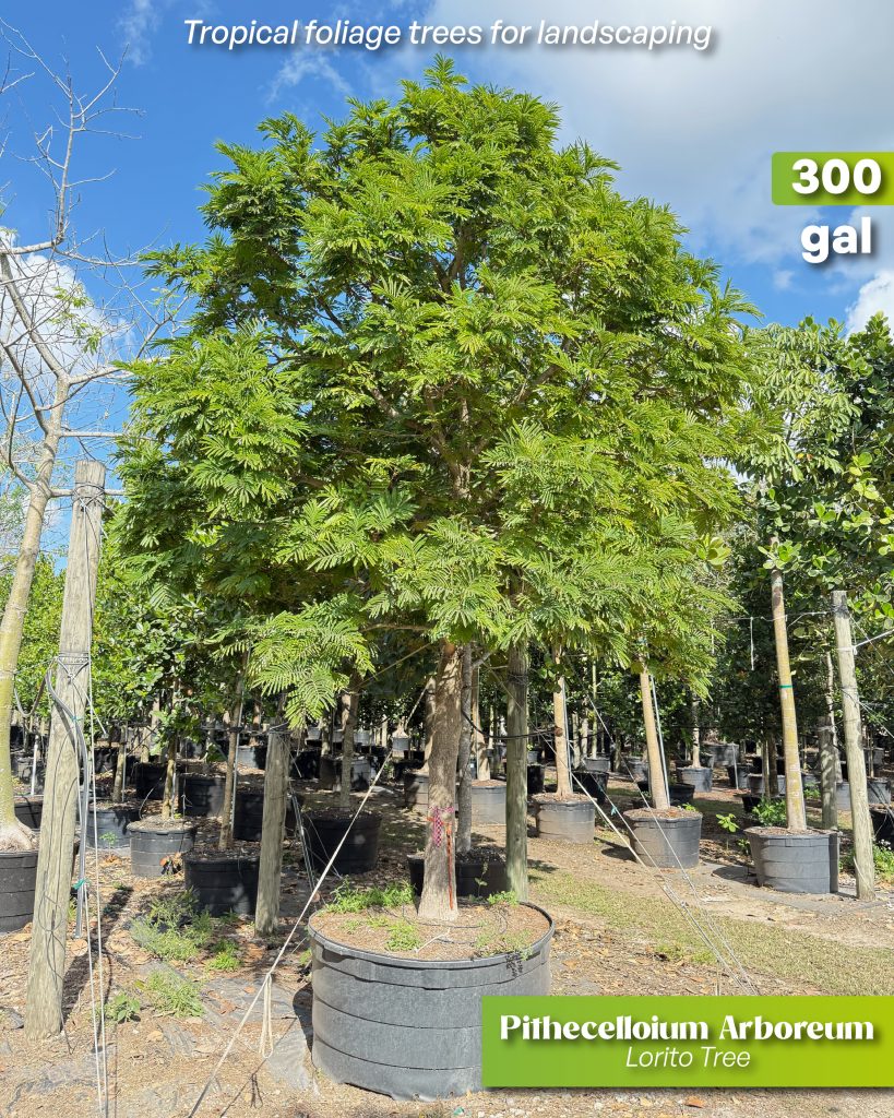 pithecellobioum arboreum 300 gallons also known as lorito tree or cojoba tree