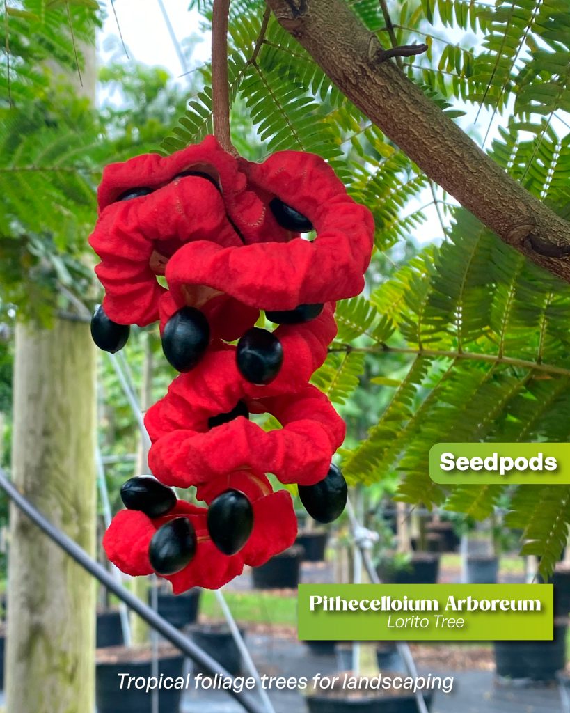 pithecellobioum arboreum lorito tree seedpods