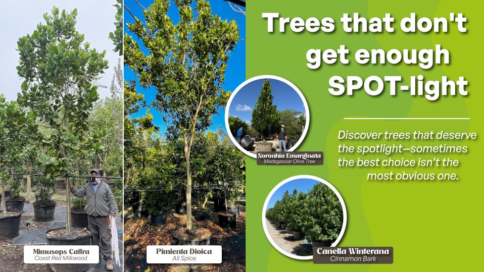 Trees That Deserve the SPOT-light for Your Next Landscape Project!