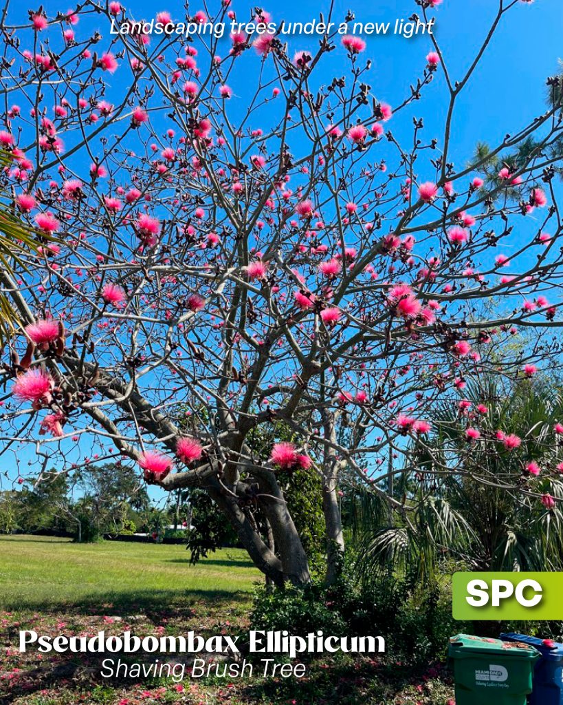 pseudobombax ellipticum shaving brush tree specimem