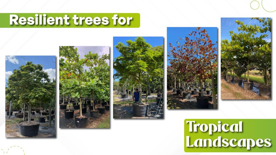 resilient trees for tropical landscapes