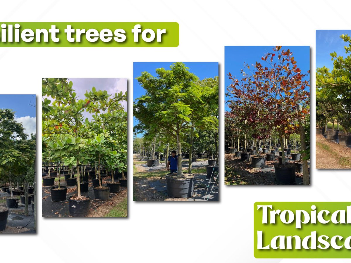 resilient-trees-for-tropical-