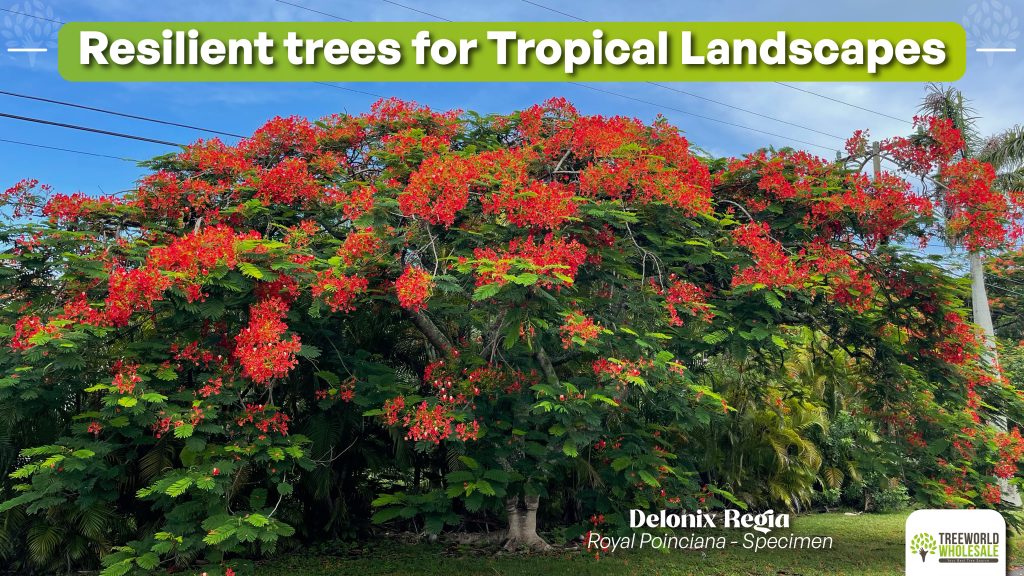 Best Resilient trees for Tropical Landscapes