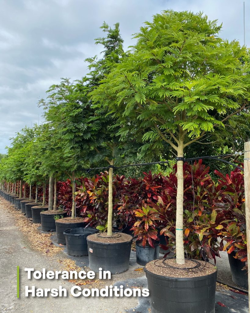pithecellobioum arboreum specimen alson known as lorito tree or cojoba tree tolerance in harsh condtions