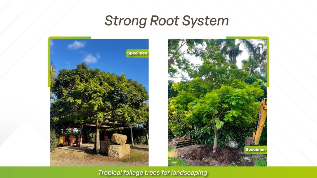 The Lorito tree or Cojoba tree develops a robust root system that anchors it firmly in the soil