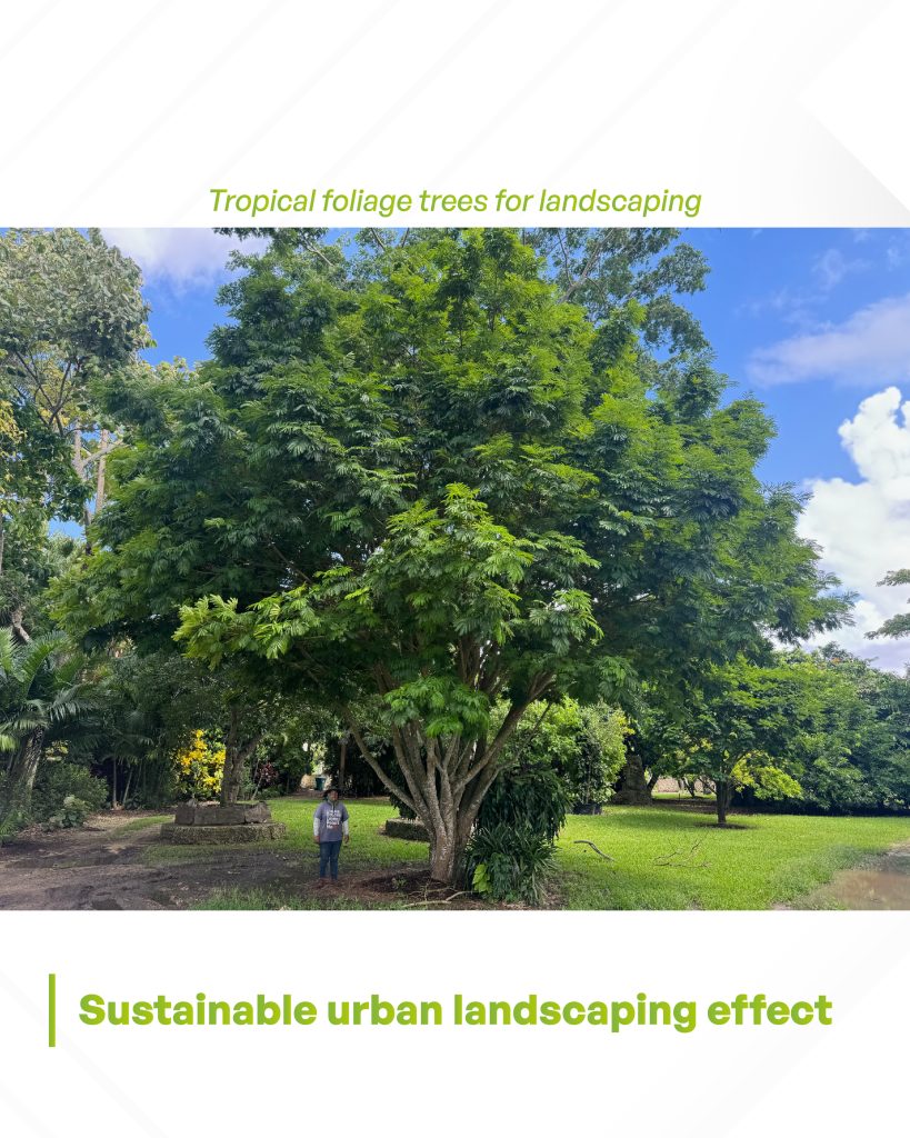 lorito tree or cojoba tree (pithecellobioum arboreum) a great for sustainable landscape option in Florida
