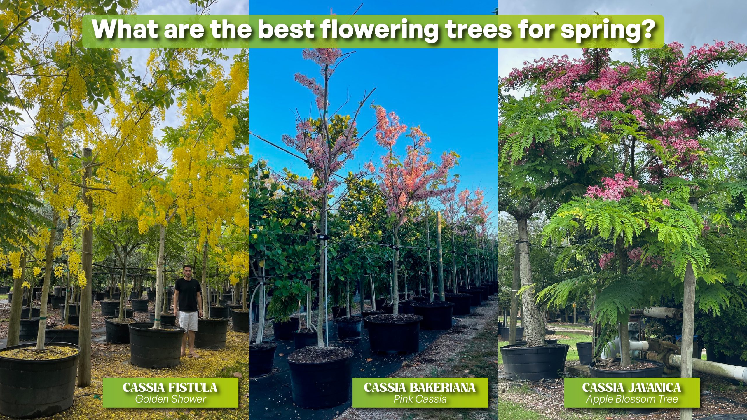 Cassia bakeriana, cassia fistula and cassia javanica the complete cassia trifecta and one of the best spring flowering trees for south florida 