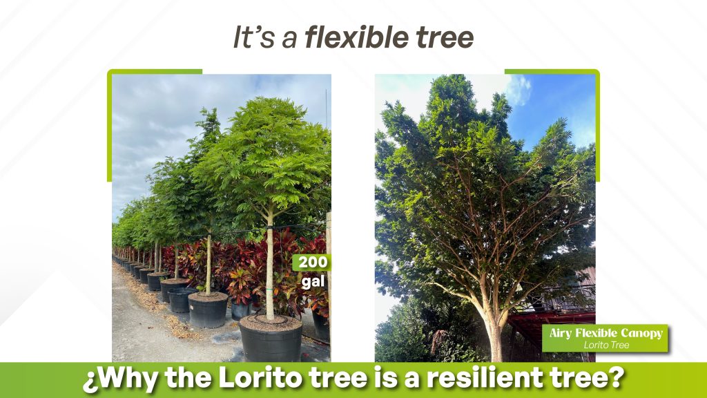 Tropical foliage trees like Pithecellobium arboreum are excellent landscape performers