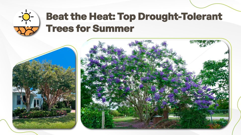 Top Drought-Tolerant Trees for Summer