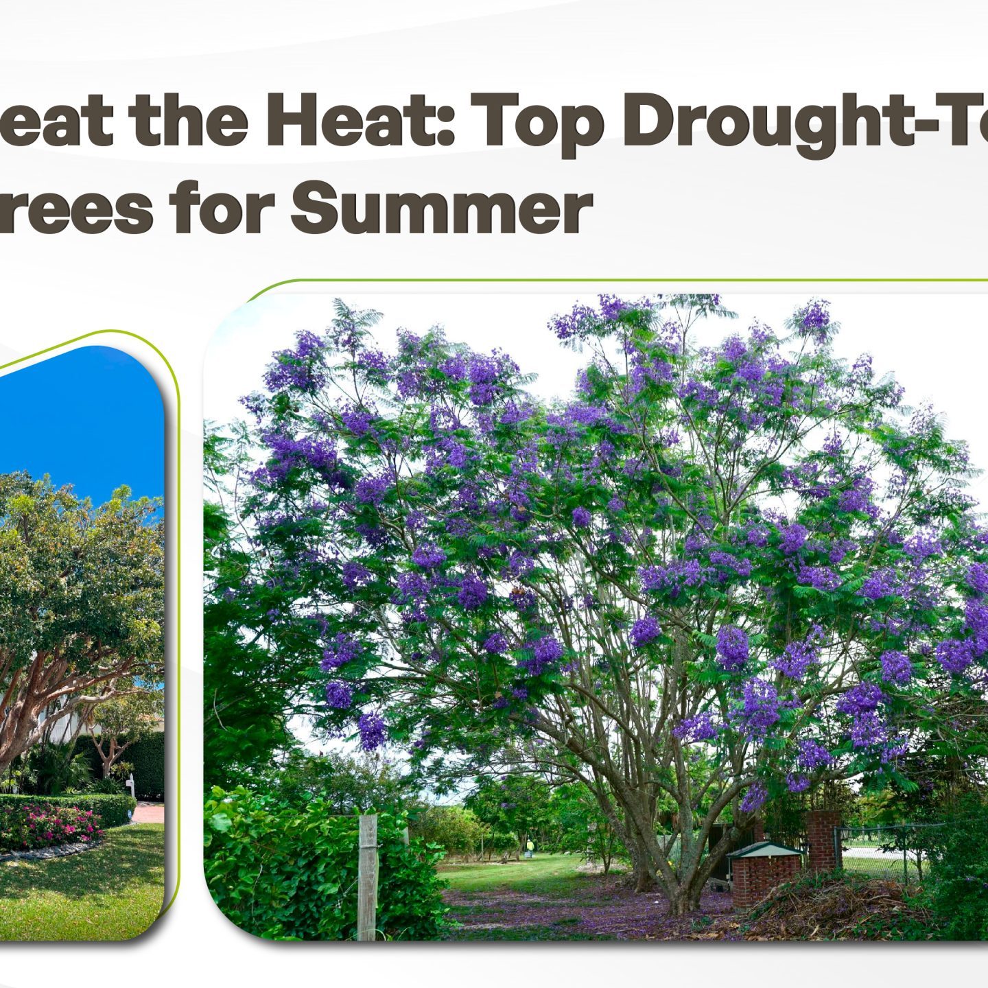 Drought-Tolerant Trees for Summer: Top 10 Resilient Species