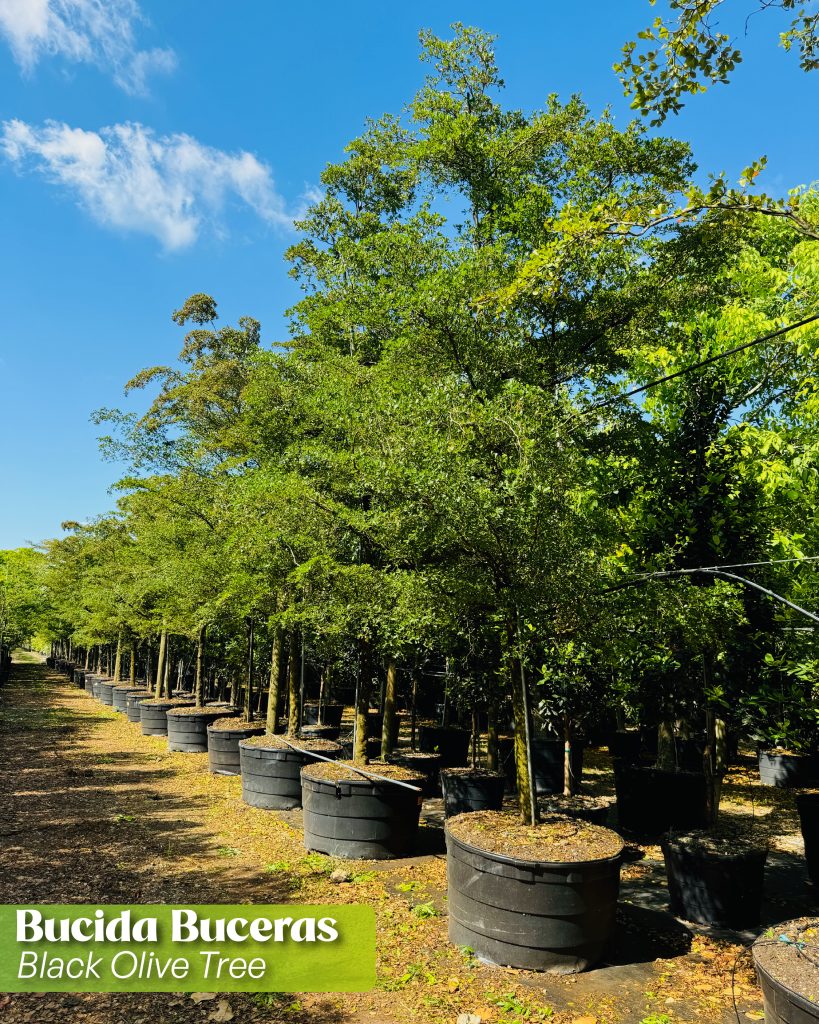 bucida buceras known as shady lady or black olive tree in 200 gallons