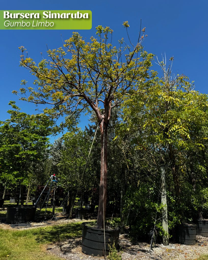 bursera simaruba also known as gumbo limbo tree in 200 gallons at TreeWorld