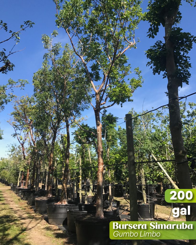 bursera simaruba also known as gumbo limbo tree in 200 gallons at TreeWorld