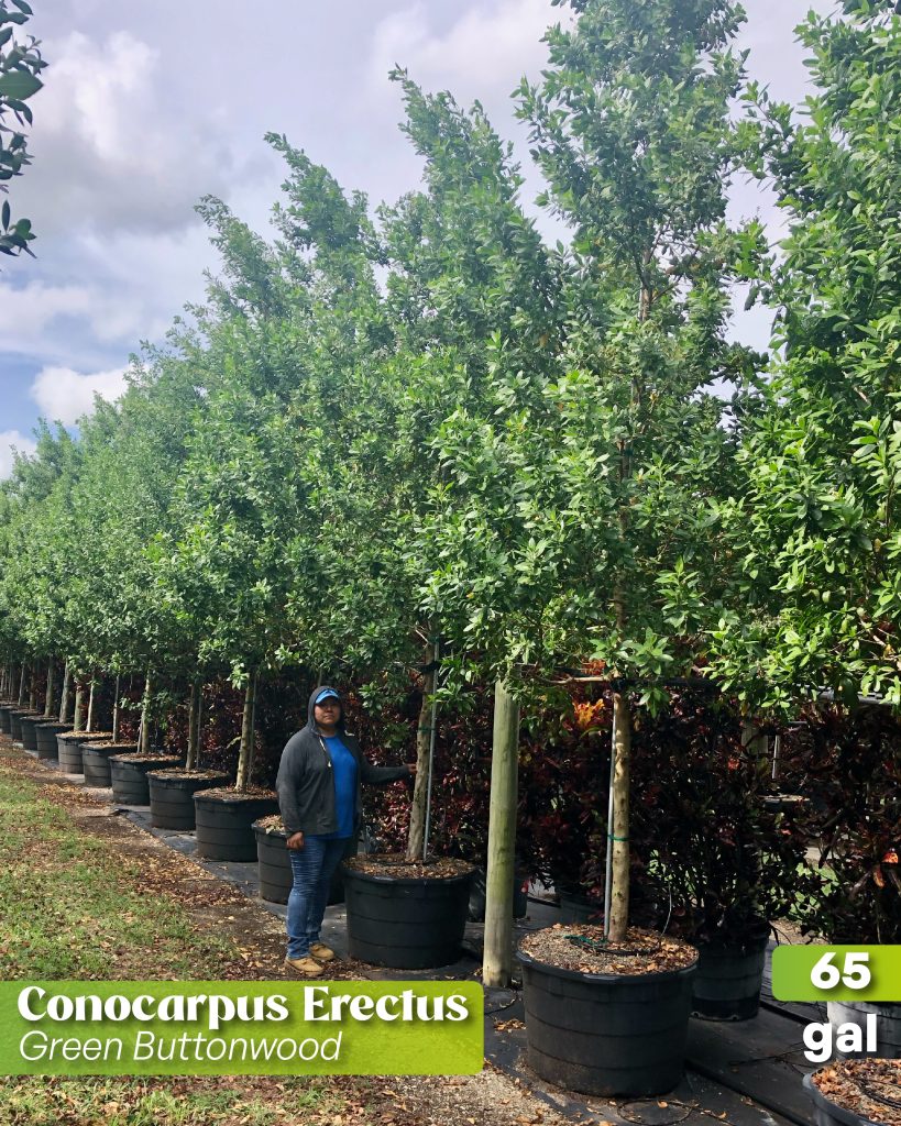 conocarpus erectus green buttonwood in 65 gallons