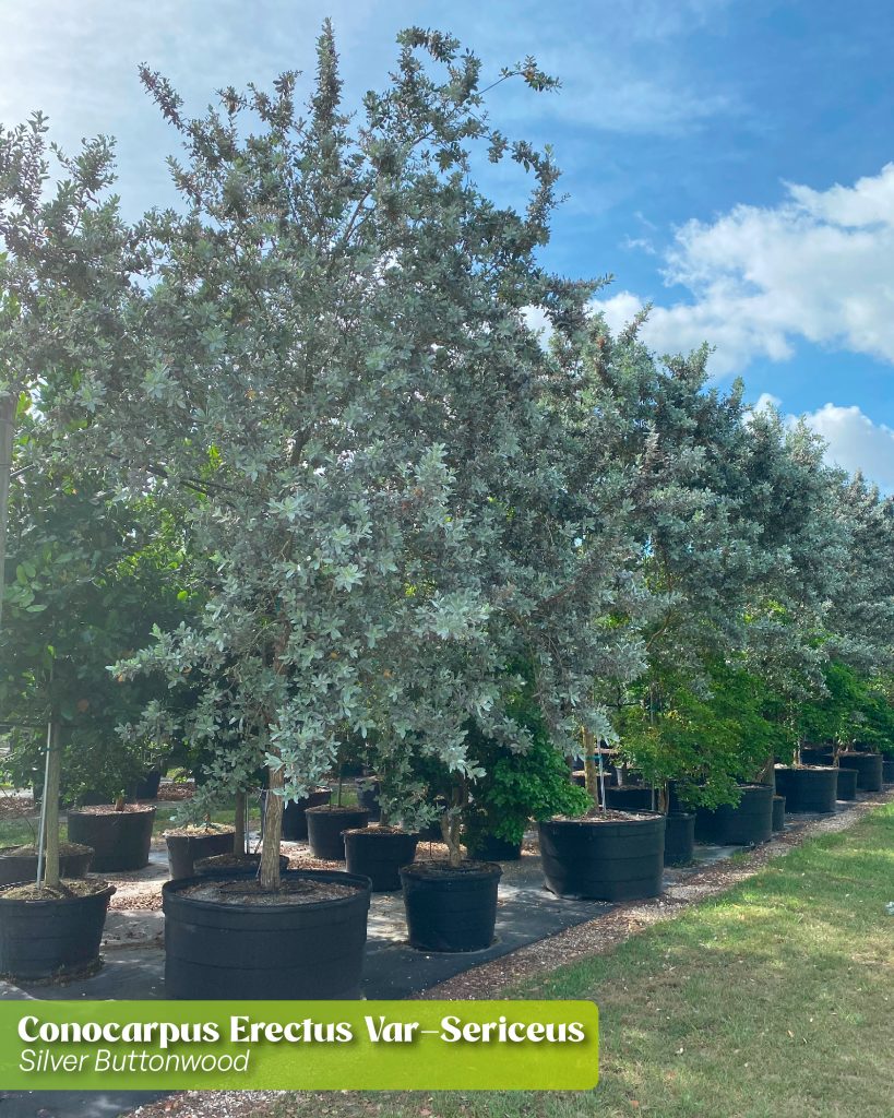 conocarpus erectus var sericeus silver buttonwood