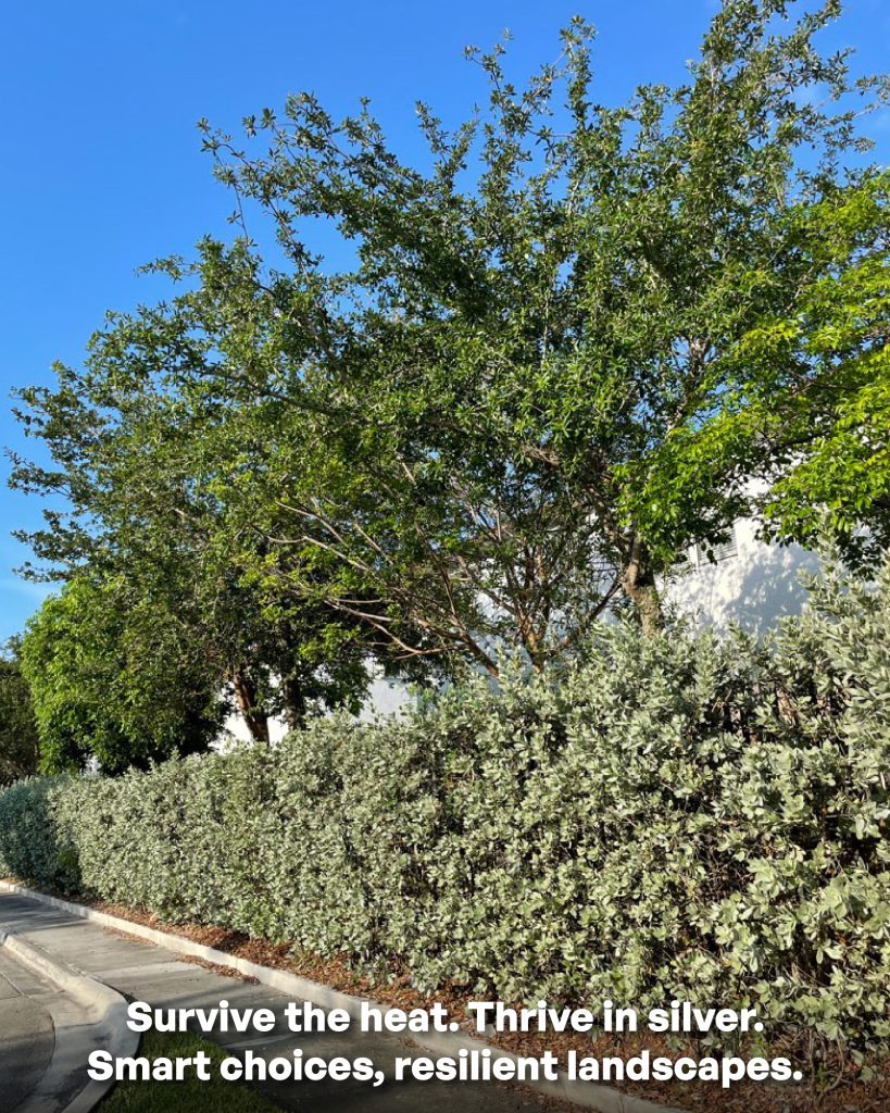 smart lanscaping choices the native silver buttownwoood conocarpus var sericeus