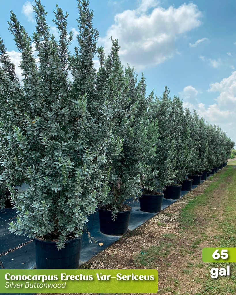 conocarpus erectus var sericeus silver buttonwood in 65 gallons multitrunk