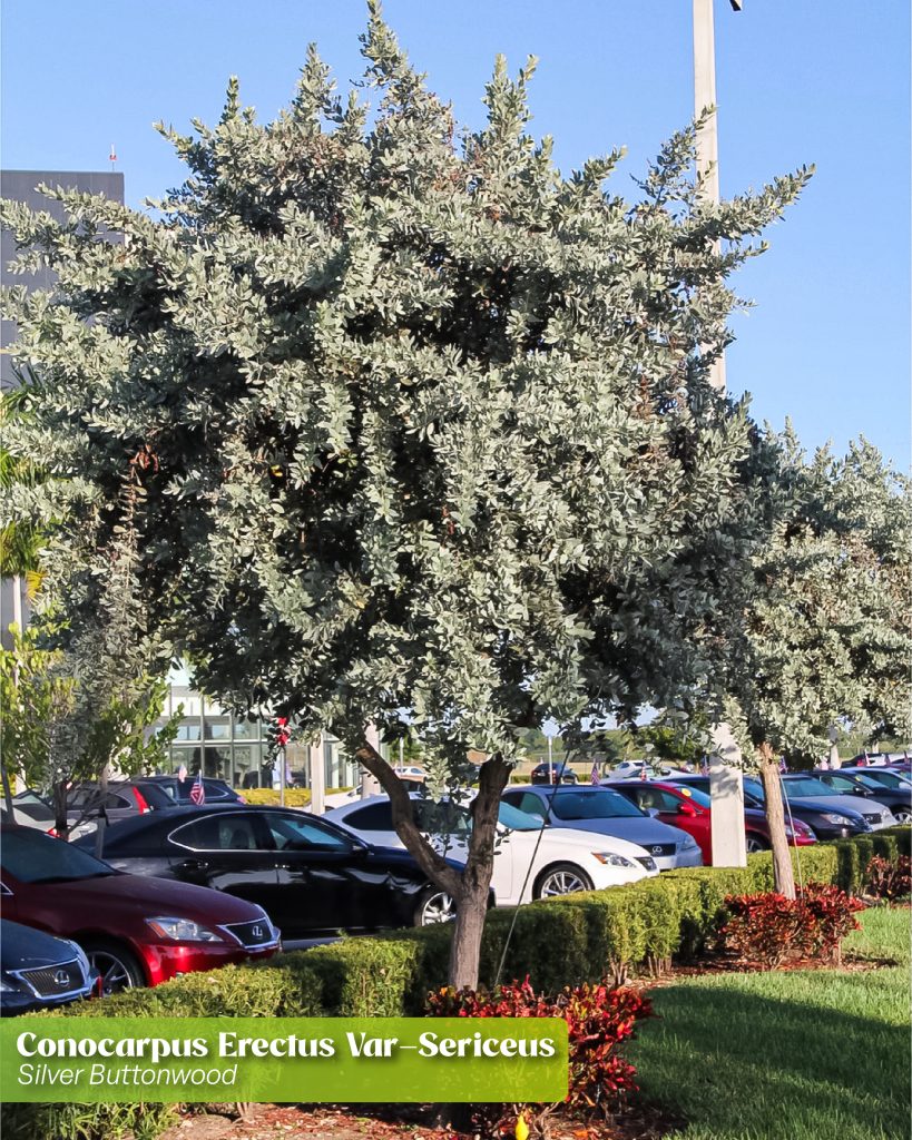 conocarpus erectus var sericeus silver buttonwood