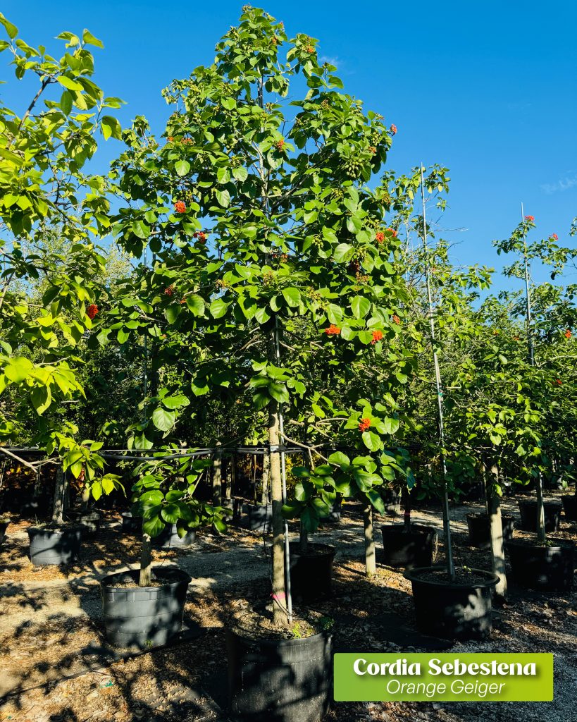 best irrigation practices for trees and drought tolerant tree cordia sebestena orange geiger corida sebestena 100 gallons