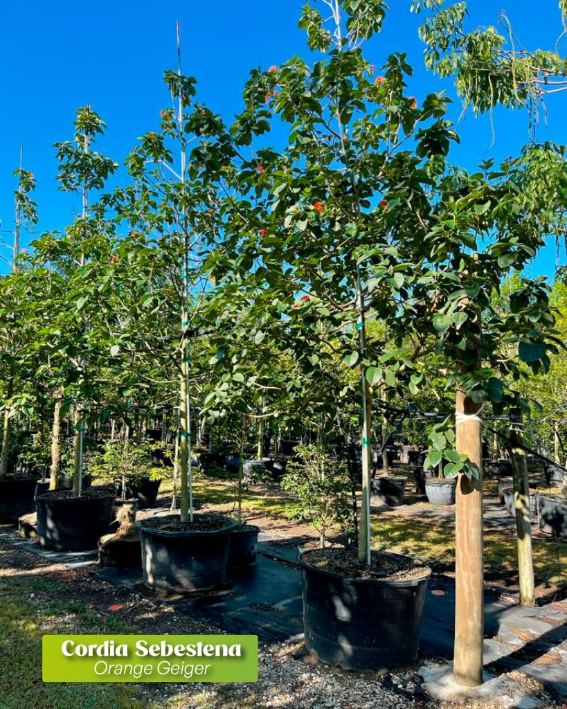 best irrigation practices for trees this summer cordia sebestena orange geiger corida sebestena