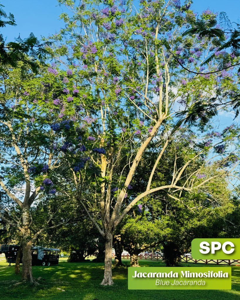 jacaranda mimosifolia blue jacaranda specimen