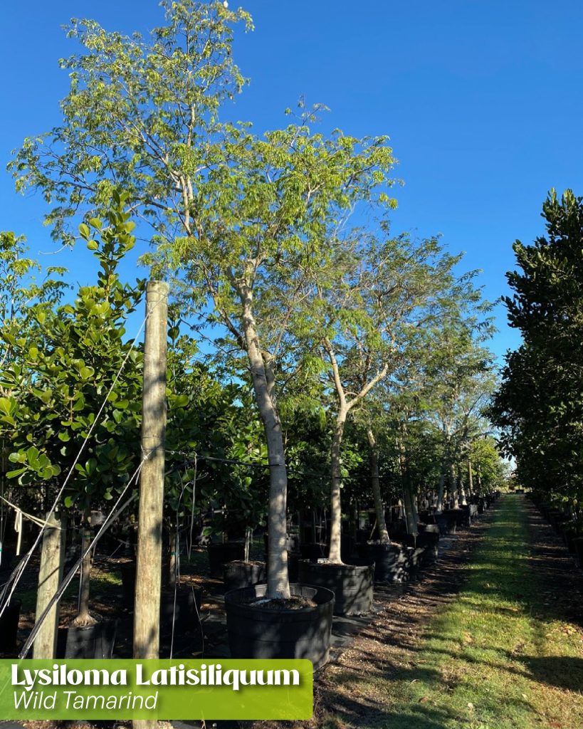 lysiloma latisiliquum wild tamarind 100 gallons resilient trees for summer