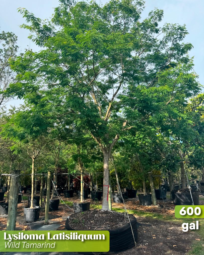 lysiloma latisiliquum wild tamarind 600 gallons resilient trees for summer