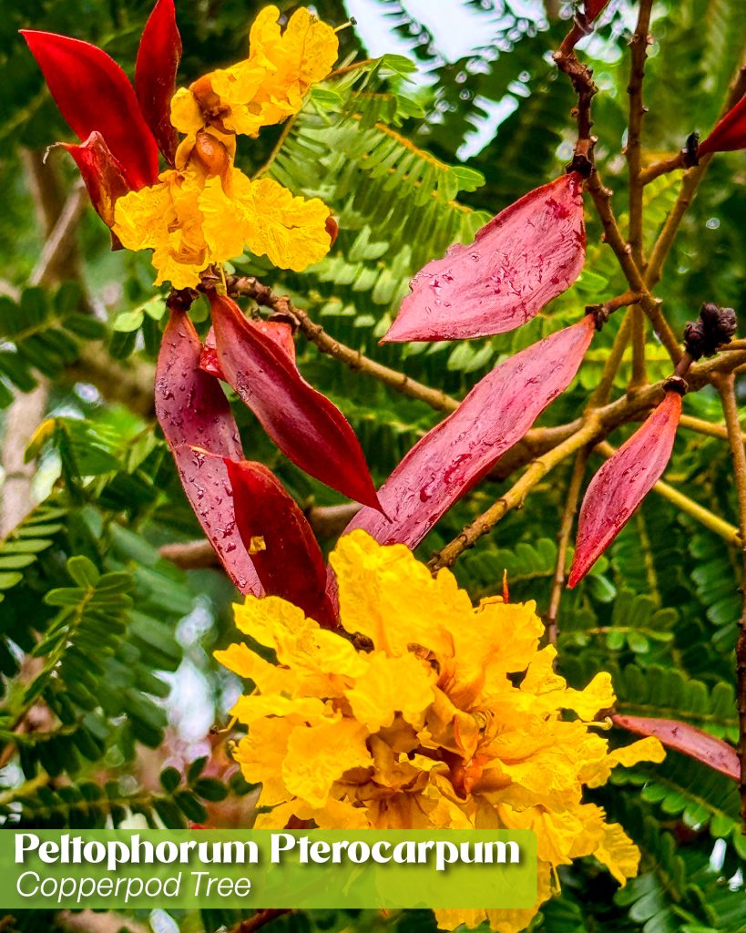 peltophorum pterocarpum copperpod tree flower