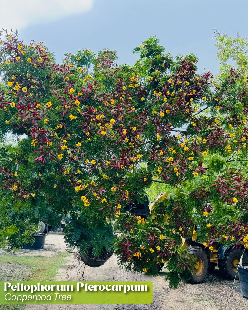 peltophorum pterocarpum copperpod tree the perfect florida summer tree