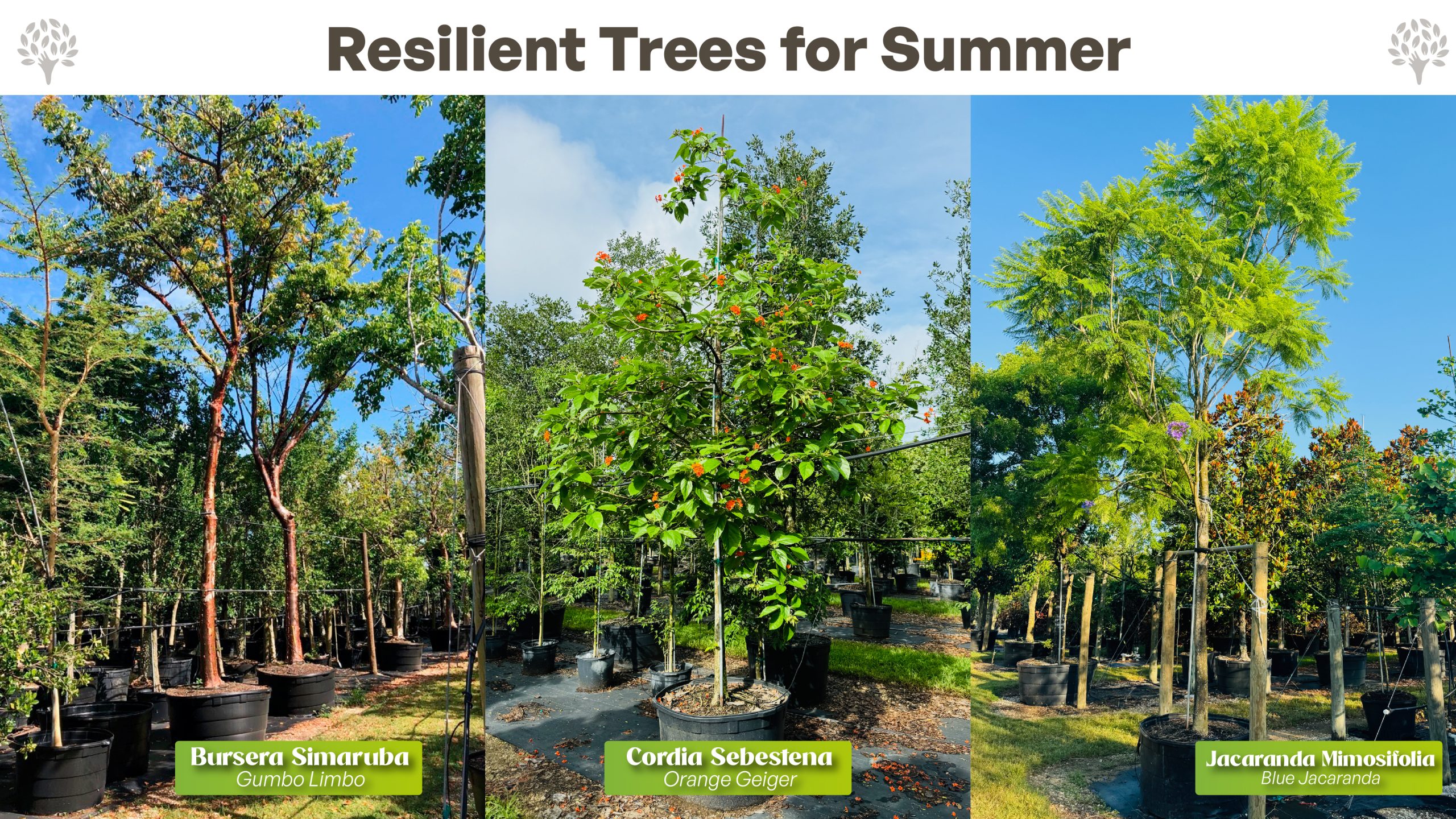 top drought and resilient trees perfect for hot Florida's summer