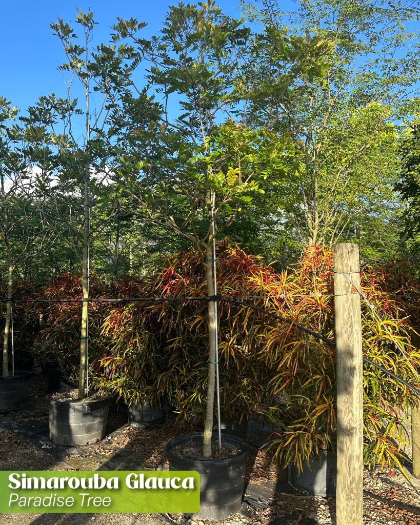 simarouba glauca paradise tree top resilient and drought tolerant trees for florida