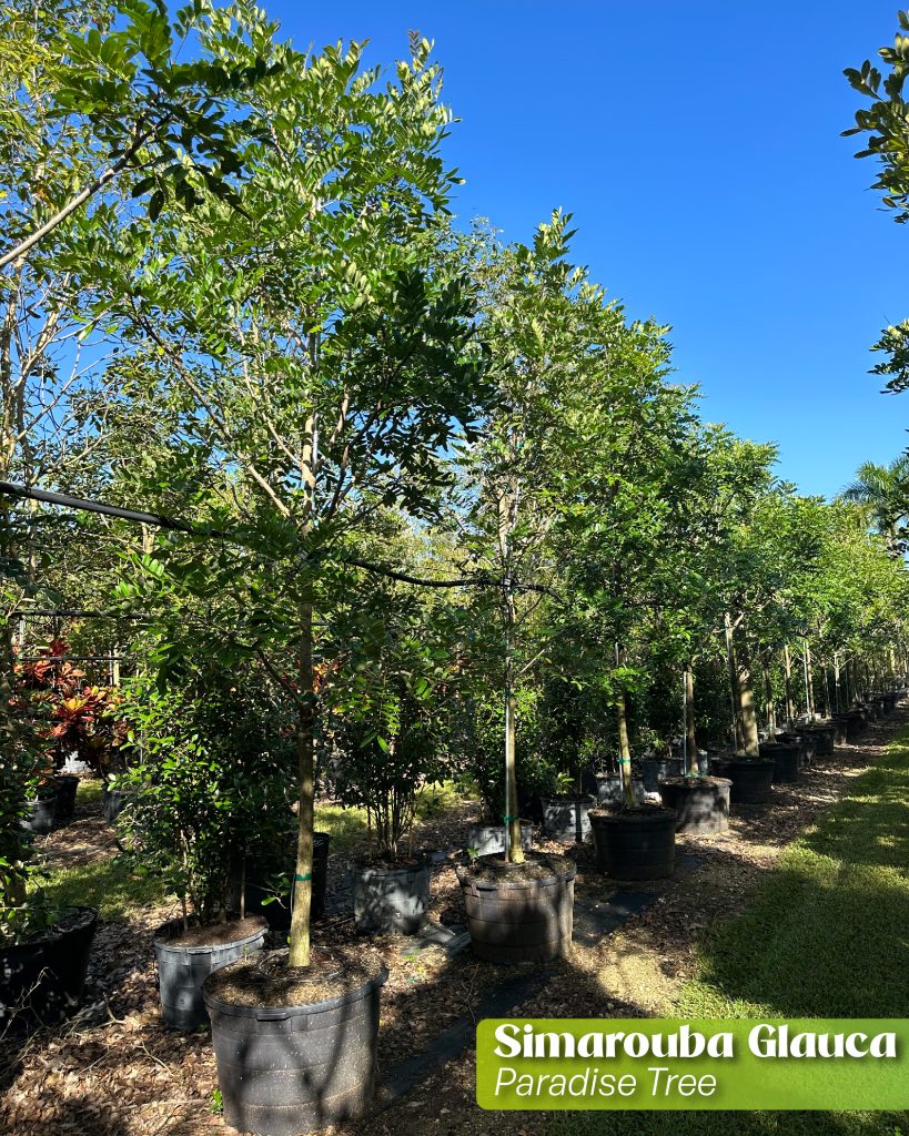 simarouba glauca paradise tree