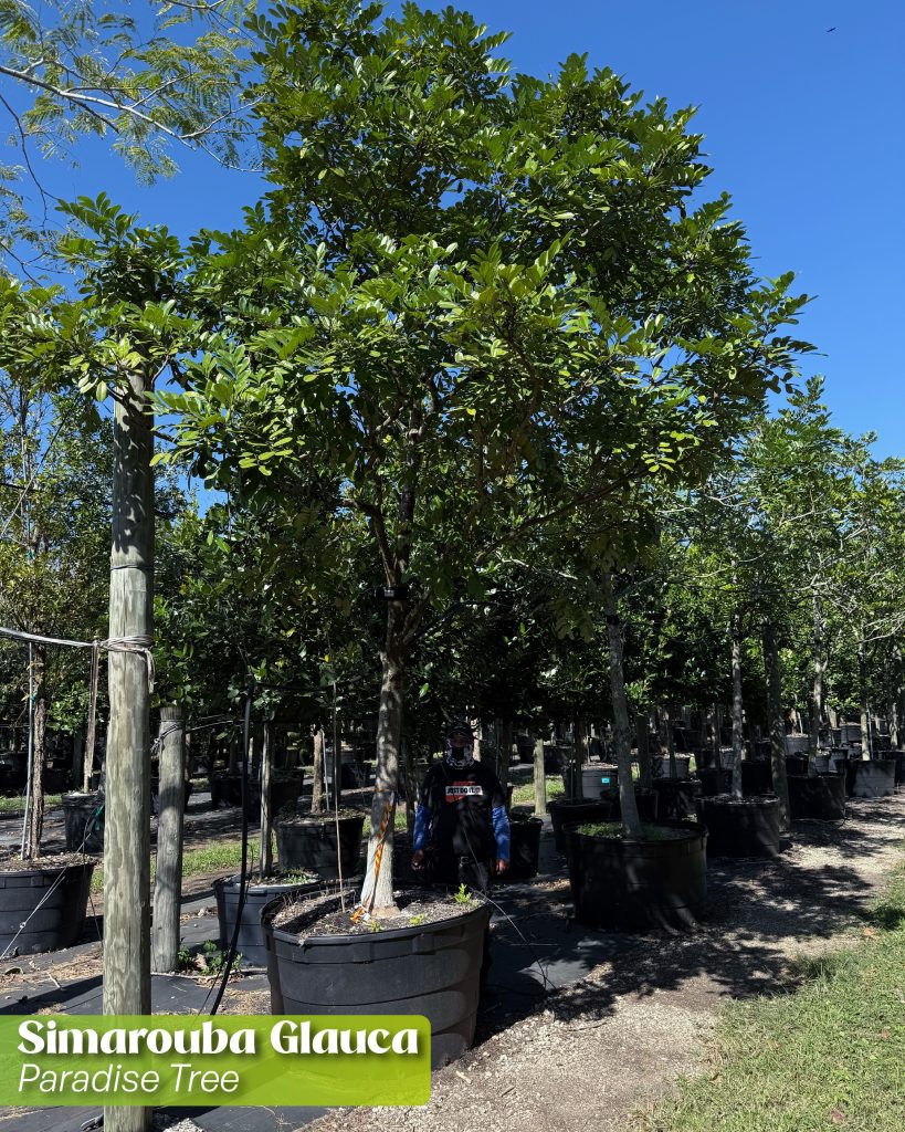 simarouba glauca paradise tree top resilient trees for florida