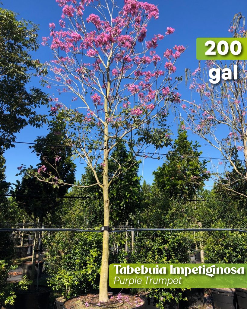 handroanthus imepetiginosa purple trumpet tree 200 gallons