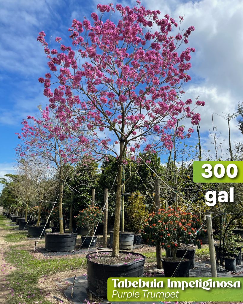 handroanthus imepetiginosa purple trumpet 300 gallons