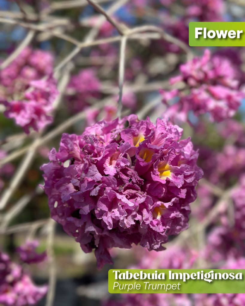 handroanthus imepetiginosa purple trumpet tree flower
