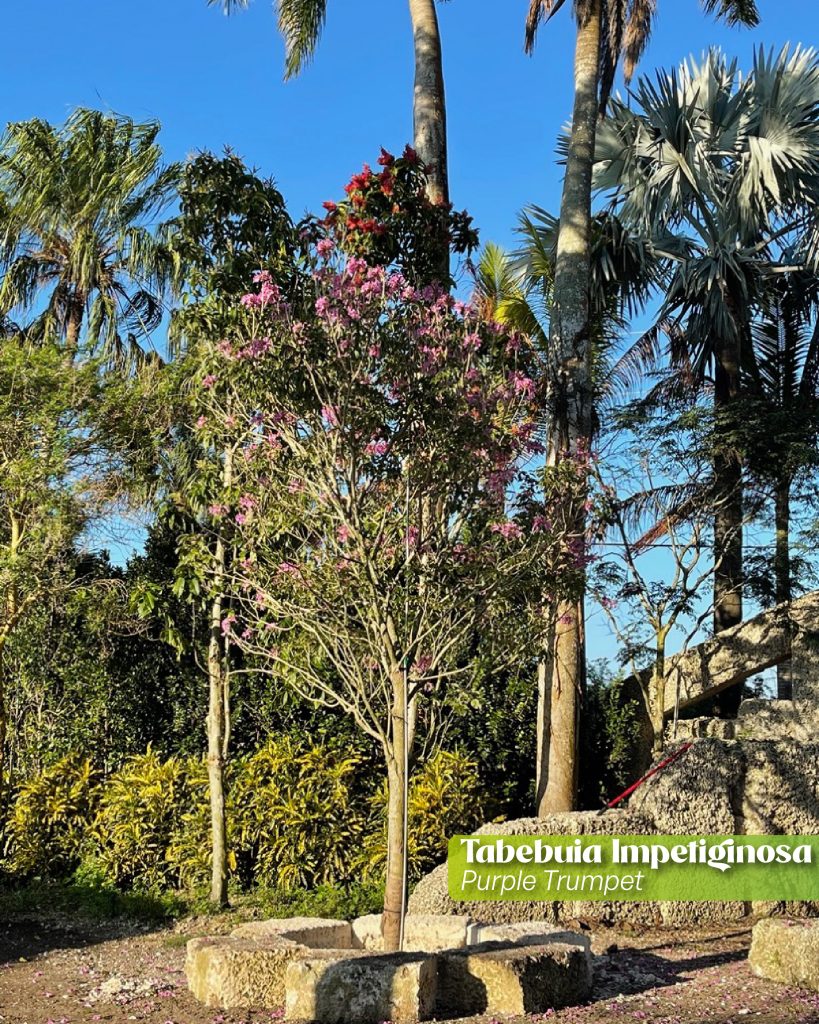 tabebuia impetiginosa purple trumpet tree. Drought tolerant tree with beautiful blooming habits