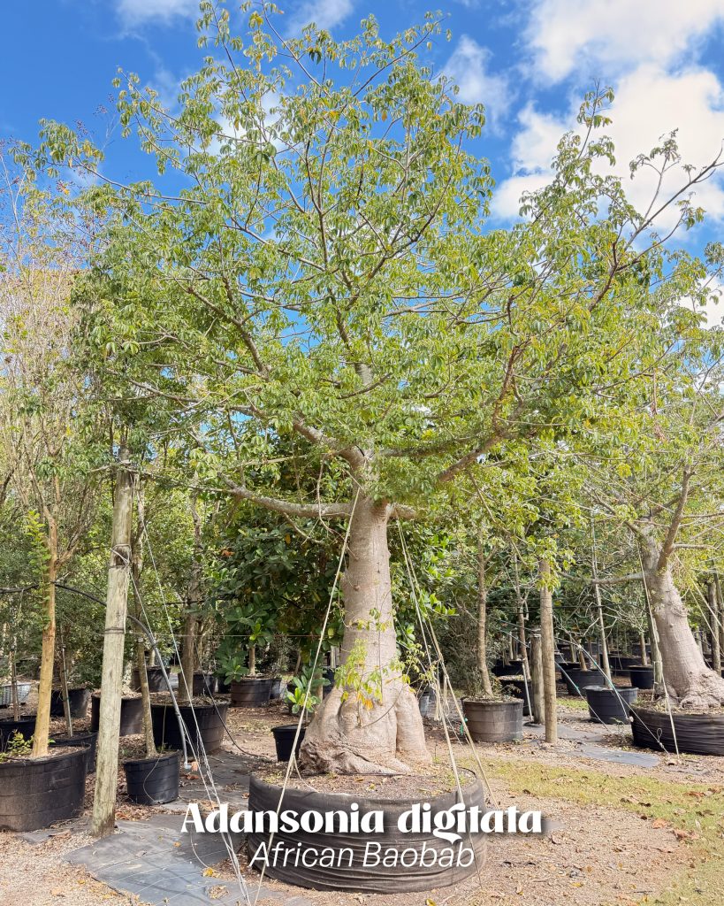 african baobab at treeworld wholesale