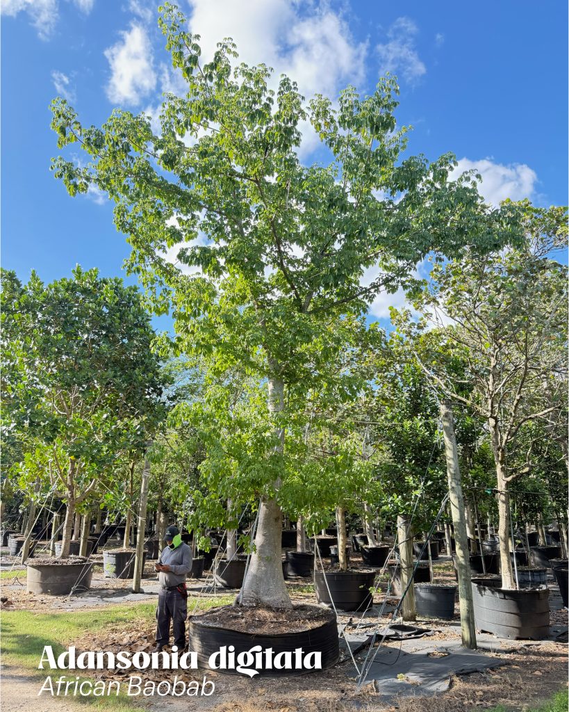 african baobab
