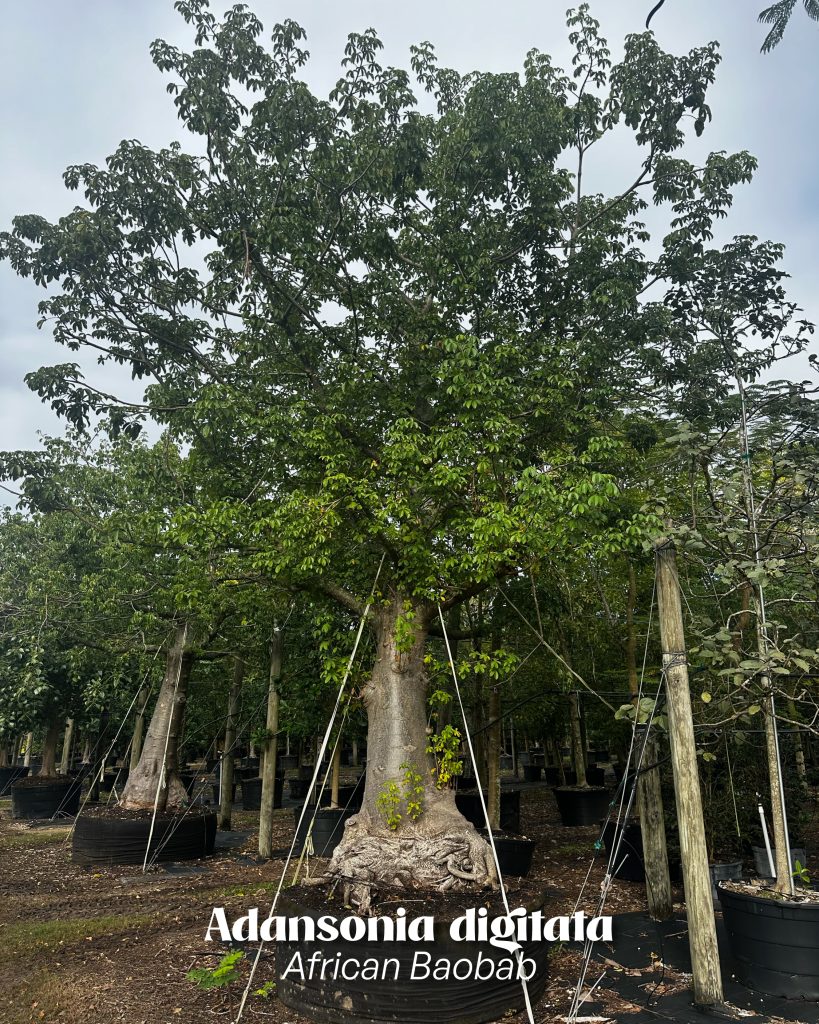 African Baobab 600 gallons ready for a landscape project
