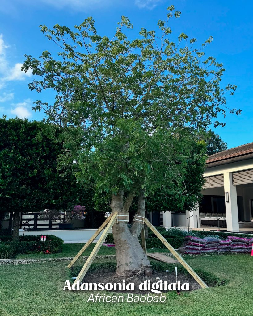 adansonia Digitata in landscape project